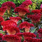 属兔人适合在哪个领域发展