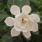 属兔人不为人知的怪癖