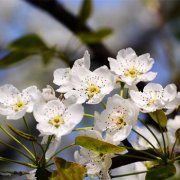 属兔人是什么天才