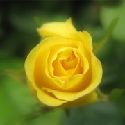 属兔人十一长假的运势是怎样的