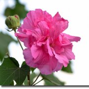 属兔人专属的吉祥风水鱼是什么