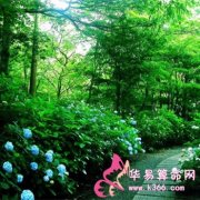 属兔的人属于什么天才