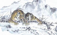 属虎酉时出生是什么命？关于生肖虎人你了解多少？