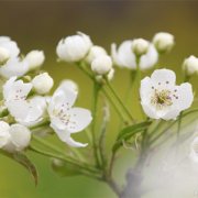 属虎人遇见碰瓷的会怎样解决