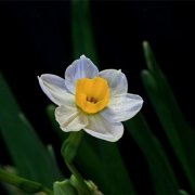 属虎人是如何度过光棍节的