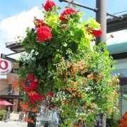 属虎爱情里的雷区是什么