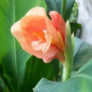 属虎女生发胖的原因