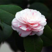 属虎人如何面对恋人的背叛