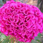 属虎媳妇如何搞定婆婆大揭秘