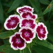 属虎人的爱情底线是什么