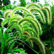 属虎女生如何被追求