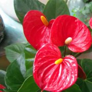 属虎男生如何应对女友唠叨