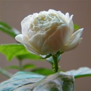 属虎的隐藏性格是什么