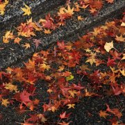 属虎的个人担当指数是怎样的