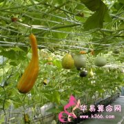 属虎的人最喜欢念叨的事情是什么