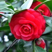 属牛人如何面对恋人的背叛