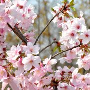 属牛人会如何应对职场冷遇