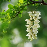 为属牛爸爸选礼物