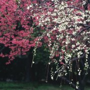 让属牛男生死心塌地的宝典