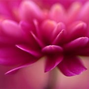 属牛老婆的驭夫之道