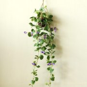 属牛人的人格从什么花中能看出来