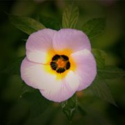 属牛人怎样表现可以崭露头角