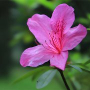 属牛的双重性格特征是什么