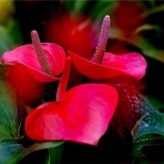 属牛女生的完美爱情攻略