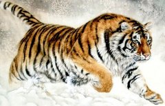 戌时出生属虎的女人好吗？生肖虎的优点你知道吗？