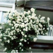 2019年5月10日出生的双胞胎男孩怎么样取名字，五行属什么