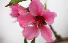  2019年2月7号出生的双胞胎男孩如何起名，五行属什么