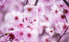  2019年2月4号出生的双胞胎男孩如何起名，五行属什么