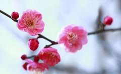 2019年2月18号出生的双胞胎男孩如何起名，五行属什么