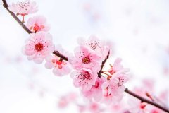  2019年3月6号出生的双胞胎男孩如何起名，五行属什么