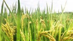  2019年4月出生的双胞胎男孩五行缺火起什么名字合适