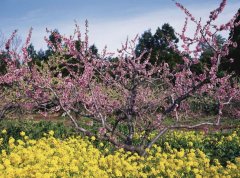  2019年7月出生的双胞胎男孩起什么名字