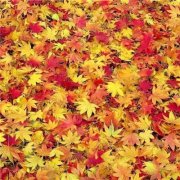 2017姓祁的男孩名字大全 属鸡祁姓男宝宝起名