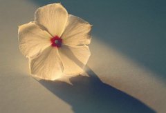 2017姓双的男孩名字大全 属鸡双姓男宝宝起名