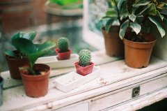 2017姓丰的男孩名字大全 属鸡丰姓男宝宝起名