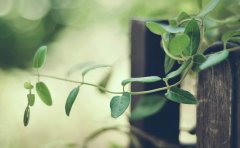 2017姓宇文的男孩名字大全 属鸡宇文姓男宝宝起名