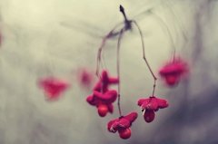 吉祥有财气的婚庆公司名字