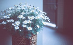 姓茅男孩两个字名字大全 茅姓2个字男宝宝起名