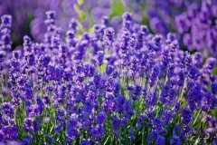 家具厂名字创意好听