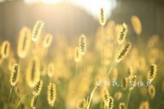 洋气的姓鲍男孩名字大全