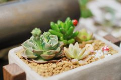 洋气的姓诸男孩名字大全