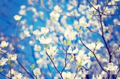 洋气的姓公西男孩名字大全