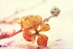 爸爸姓施,妈妈姓张 男孩名字三个字四个字