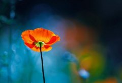 姓和男孩有寓意的名字大全