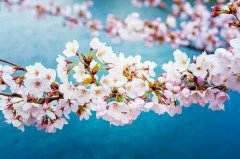 狗年姓何男孩名字大全 属狗何姓男宝宝起名2018