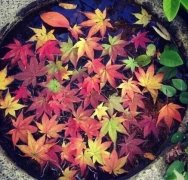 狗年姓骆男孩名字大全 属狗骆姓男宝宝起名2018